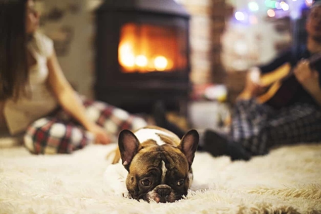 Puppy laying on carpet in front of fireplace